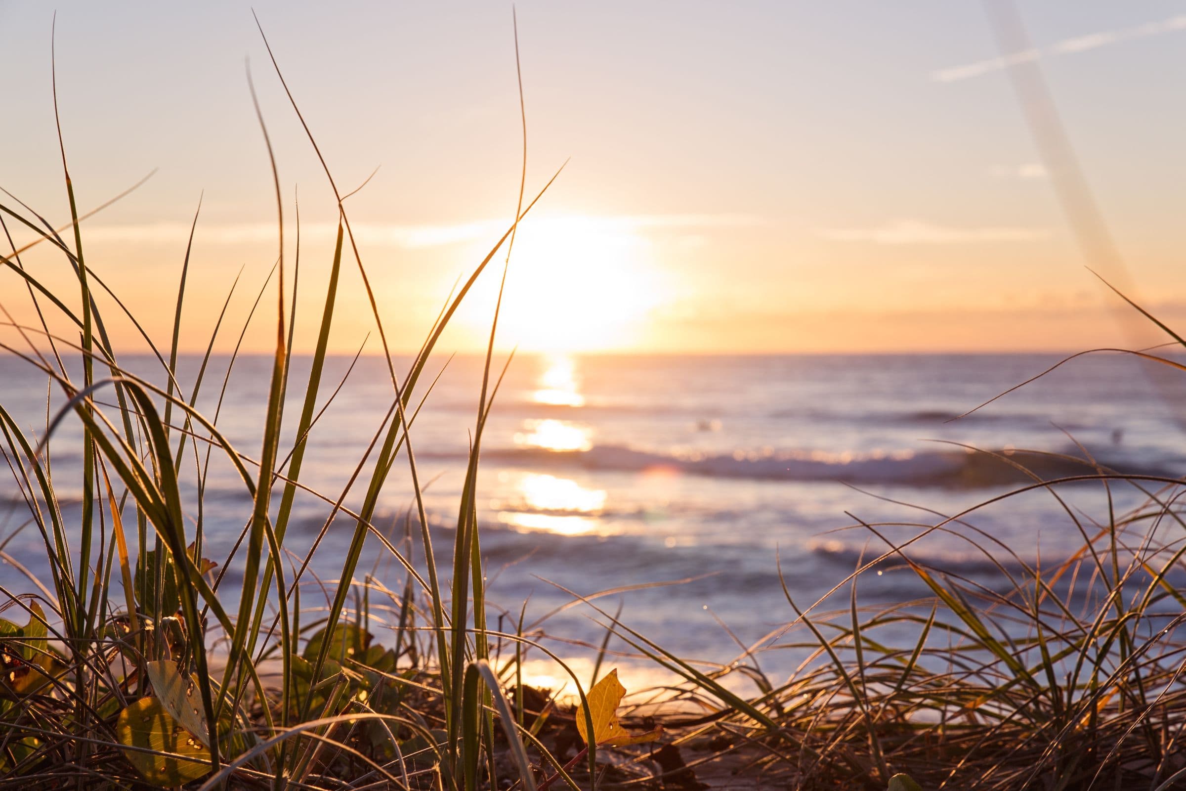 Sunrise over the ocean, seen through beach grass on the Gold Coast